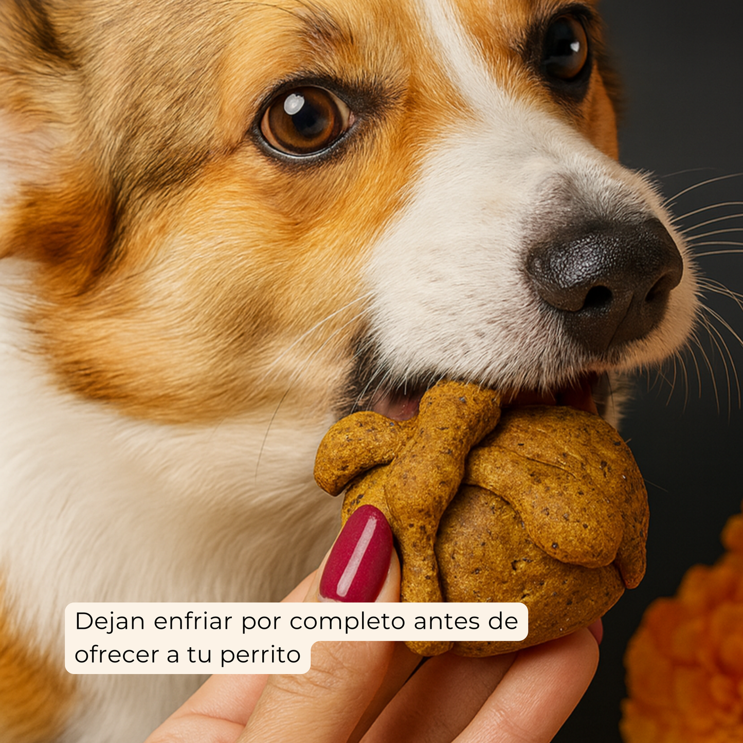 Pan de Muerto Perruno | Mezcla Instantánea 200 g